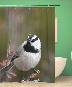 Mountain Chickadee Bird Shower Curtain - American Conservation Ornithology Passerinees Design