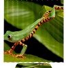 Nature Forest Frog Animal Waterproof Shower Curtain Bathroom Decor