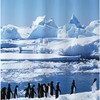 North and South Pole Penguins Shower Curtain with Ocean Glacier and Marine Organism Theme for Natural Bathroom Dcor