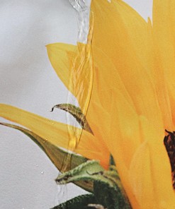 Original Sunflower Shower Curtain with Sping Flowers and Waterproof Fabric for Bathroom Decor