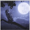Owl and Moon Print Design Shower Curtain for Bathroom Decor