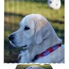Playful Dog Pattern Shower Curtain - Waterproof Bathroom Curtain With Vintage Touch