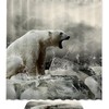 Polar Bear Shower Curtain Perfect for Any Bathroom Decor