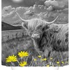 Rustic Farmhouse Cow Shower Curtain with Highland Bull and Daisy Floral Design for Nature and Wildlife Bathroom Decor