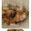 Rustic Red Deer Shower Curtain for a Wild and Cozy Bathroom