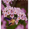 Scenic Nature View Shower Curtain with Hummingbird and Flowers Print
