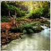 Sika Deer in Stream Print Shower Curtain for Nature Bathroom Decor