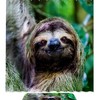 Sloth Fabric Shower Curtain, Unique and Charming Bathroom Decor 