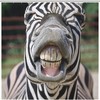 Smile and Teeth Zebra Print Shower Curtain with Waterproof Fabric for Fun Bathroom Decoration