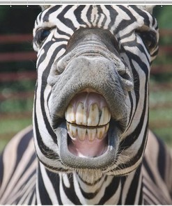 Smile and Teeth Zebra Print Shower Curtain with Waterproof Fabric for Fun Bathroom Decoration