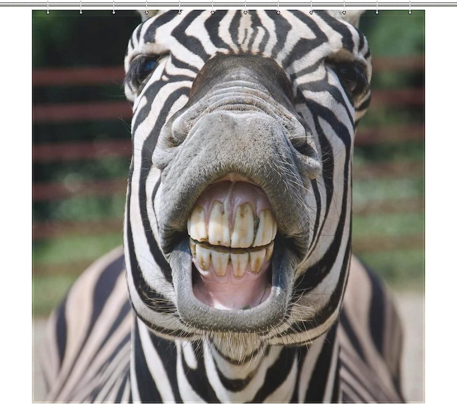 Smile and Teeth Zebra Print Shower Curtain with Waterproof Fabric for Fun Bathroom Decoration