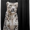 Stay Cozy With Alaza Snow Leopard Print Waterproof Shower Curtain.