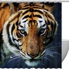 Stylish Tiger Shower Curtain for Modern Bathrooms, 60x72