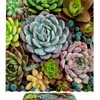 Succulents Cactus Waterproof Shower Curtain for Bathroom