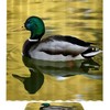 Swimming Duck Print Shower Curtain For Playful Bathroom Decor