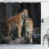 Tiger Couple In Jungle Print Animal Shower Curtain For Bathroom Decor