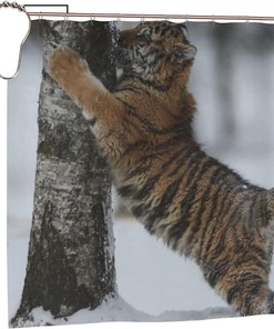 Tiger in Snow Forest Quick-Drying Shower Curtain Weighted Hem - Home Bathroom Decor