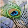 Tropical Peacock Bird Feather Wildlife Colorful Tree Fabric Shower Curtain
