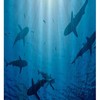 Undersea Creatures Fabric Shower Curtain - Aquatic Bathroom Decor