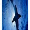 Undersea World Fabric Shower Curtain - Big Shark Bathroom Decor