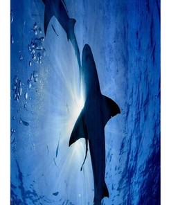 Undersea World Fabric Shower Curtain - Big Shark Bathroom Decor