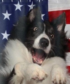 Unique Gifts For Animal Lovers, Patriotic American Flag Dog Shower Curtain For 4Th Of July And Memorial Day