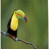 Unique Wildlife Shower Curtain - Bathroom Decorative Ideas