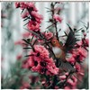 Vintage Bathroom Shower Curtains: Waterproof Fabric Shower Curtain with Hummingbirds and Flowers