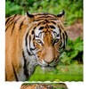 Violent Outdoor Cat Tiger Waterproof Shower Curtain For Bold Bathroom Design