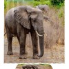 Waterproof African Elephant Grey Walking Forest Shower Curtain For Bathroom