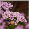 Waterproof Fabric Shower Curtain with Hummingbirds and Flowers for a Bird Lover's Bathroom