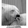 Waterproof Polar Bear Bathroom Curtain with Eye-catching Pattern