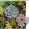 Waterproof Washable Shower Curtain with Succulents Cactus Bathroom Curtain
