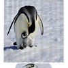 Whimsical Penguin Family Bath Curtain, Waterproof Shower Curtain