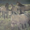 Wild Horse Shower Curtain, Green Grasslands And Mountain View Bathroom Decor