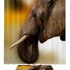Wildlife Elephant Shower Curtain, Waterproof Bathroom Curtain, Nature-Inspired Grey Design 
