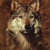 Wolf Shower Curtain - Majestic Bathroom Accessory