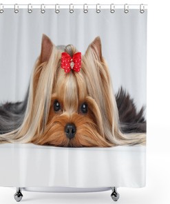 Yorkshire Terrier Love Dog Portrait Shower Curtain for Bathroom