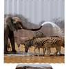 Zebra And Elephant Print Bathroom Curtain, Waterproof Shower Accessory 
