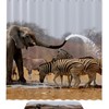Zebra And Elephant Waterproof Shower Curtain, Colorful Bathroom Decoration 