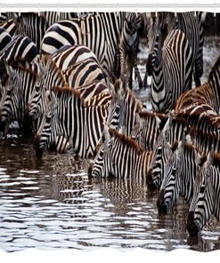 Zebras Drinking Water Shower Curtain - Wildlife Tanzania Decor